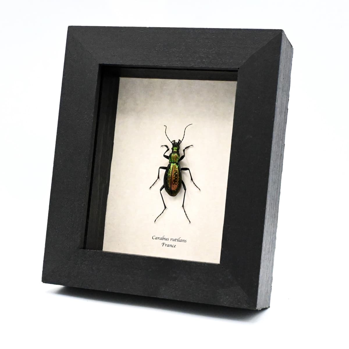 Rare large green Ground beetle framed taxidermy - Carabus rutilans