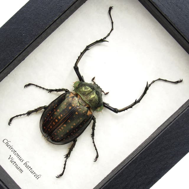 Real Long-armed Scarab beetle framed taxidermy - Cheirotonus battareli