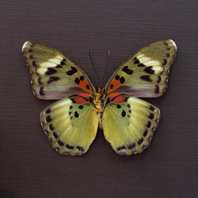 Rare green Forester butterfly framed - Euphaedra ueleana