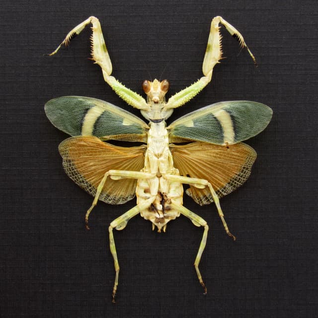 Rare Orange Banded Flower Mantis framed taxidermy - Theopropus elegans - female