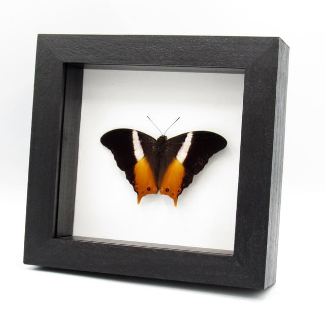 Rare orange Ussher's Palla butterfly framed taxidermy - Palla ussheri - Victorian mount