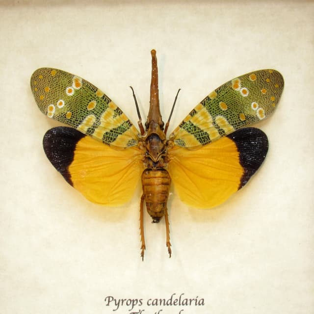Real yellow Lanternfly framed taxidermy - Pyrops candelaria
