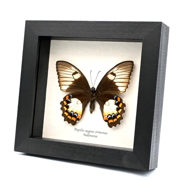 Real Orchard Swallowtail butterfly framed taxidermy - Papilio aegeus ormenus - female
