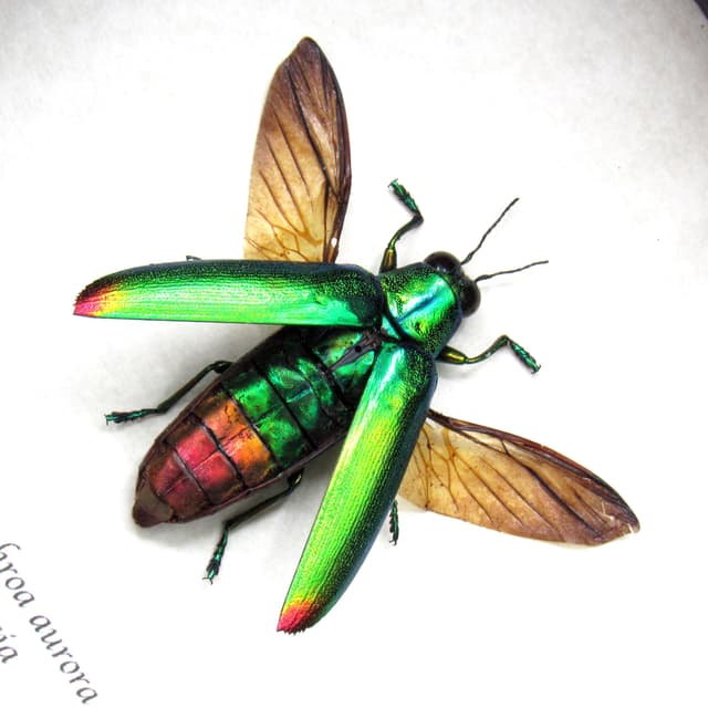 Real metallic beetle framed taxidermy - Chrysochroa aurora
