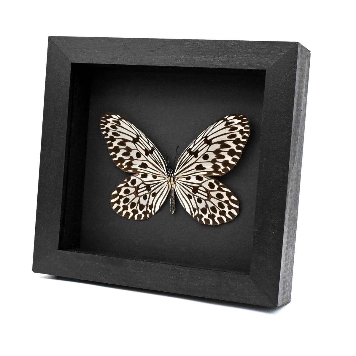 Real large Tree Nymph butterfly framed taxidermy - Idea hypermnestra hera