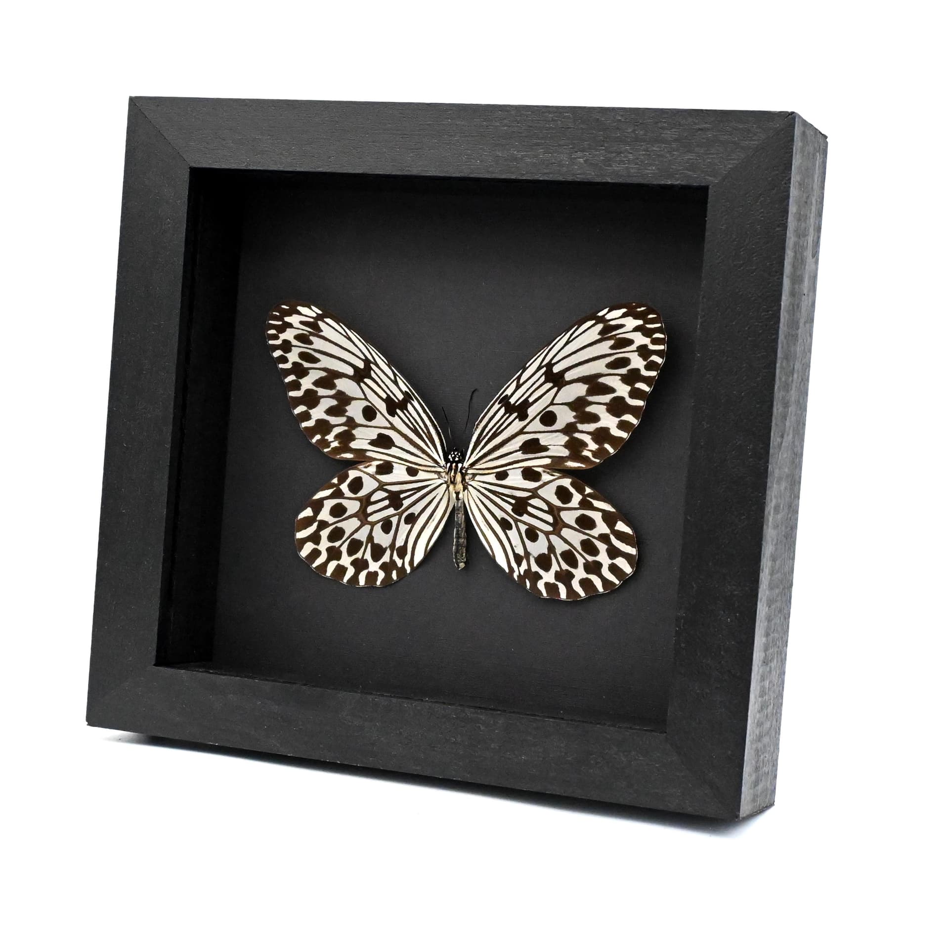 Real large Tree Nymph butterfly framed taxidermy - Idea hypermnestra hera