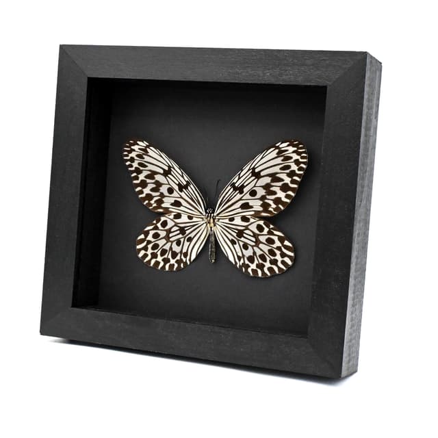 Real large Tree Nymph butterfly framed taxidermy - Idea hypermnestra hera
