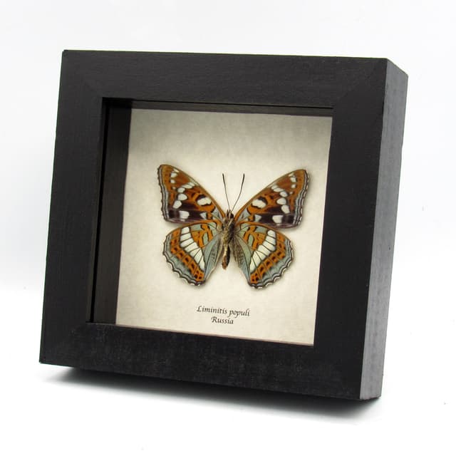 Real Poplar Admiral framed taxidermy butterfly - Liminitis populi