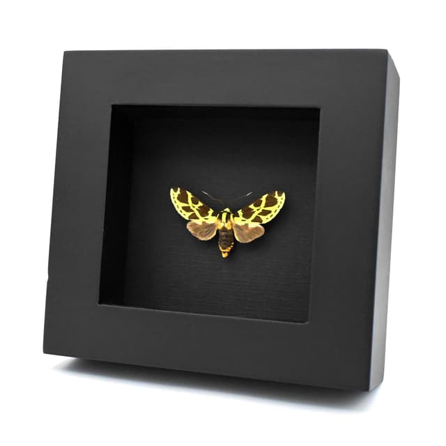 Rare green Tiger Moth framed taxidermy - Symphlebia tessellata
