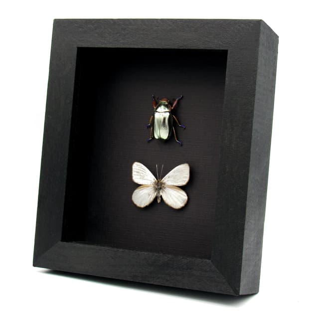 Very rare metallic Silver beetle and butterfly framed specimens - Chrysina chrysargyrea + Argyrophorus argenteus