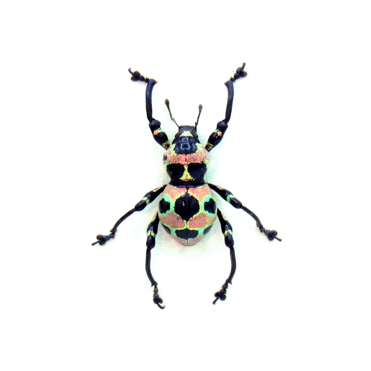 WEEVIL MANIA!  Real pink metallic beetle framed taxidermy - Pachyrhynchus orbifer