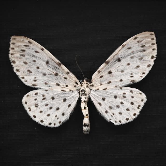 Real White Geometer moth framed taxidermy - Antipercnia belluaria - large female