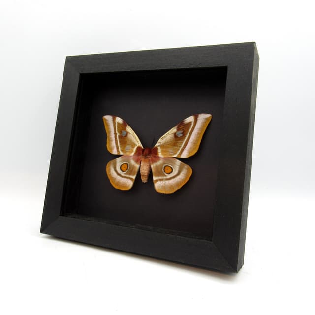 Real Pink Madagascar Emperor moth framed taxidermy - Bunaea aslauga - female - minor damage