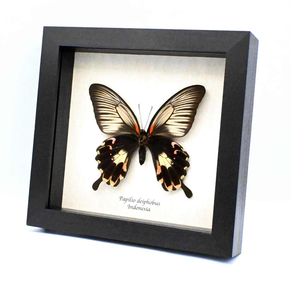 Rare Giant pink Swallowtail butterfly framed taxidermy - Papilio deiphobus - female