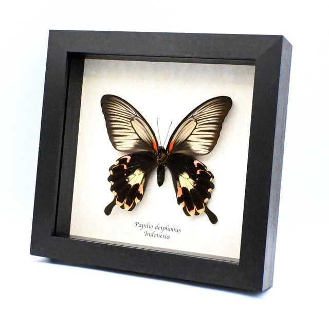 Rare Giant pink Swallowtail butterfly framed taxidermy - Papilio deiphobus - female
