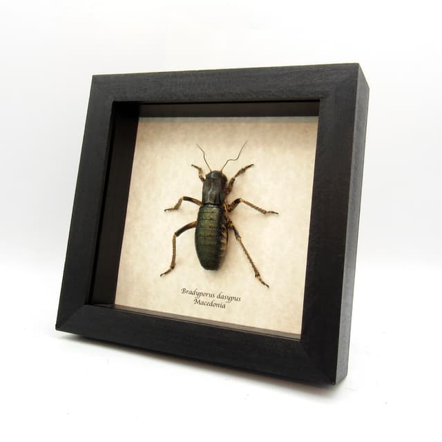 Rare Giant Bronze Bush Cricket framed taxidermy - Bradyporus dasypus