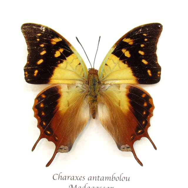 Real framed taxidermy butterfly - Charaxes antambolou