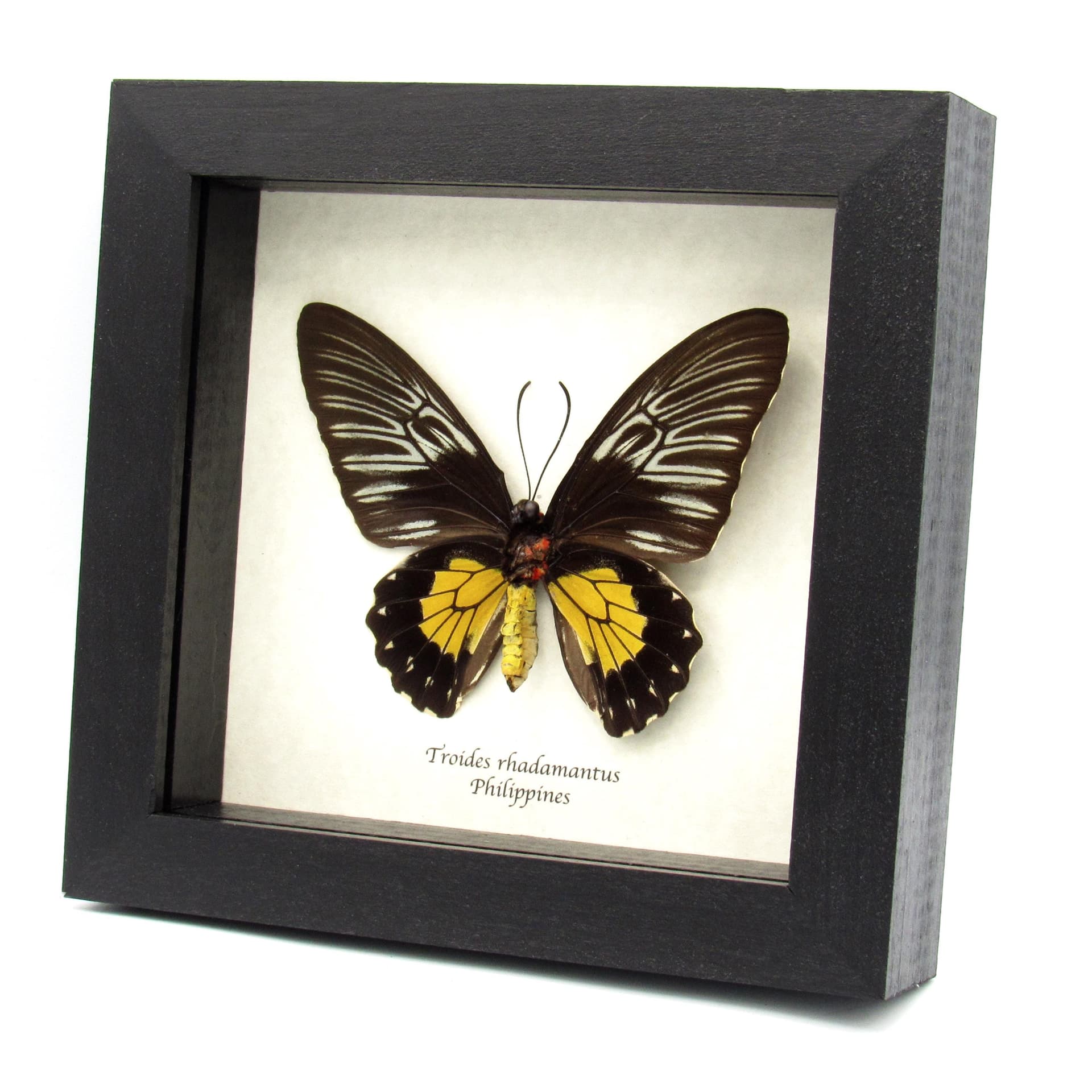 Large yellow Birdwing butterfly framed taxidermy - Troides rhadamantus - female