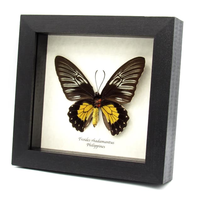 Large yellow Birdwing butterfly framed taxidermy - Troides rhadamantus - female