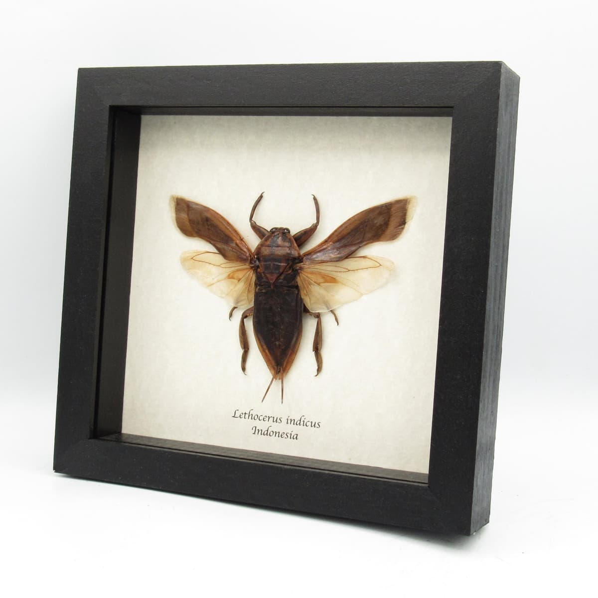 Real Giant Water Bug framed taxidermy - Lethocerus indicus