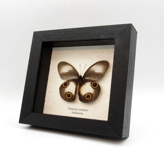 Real Owl butterfly framed taxidermy - Taenaris artemis - dark form