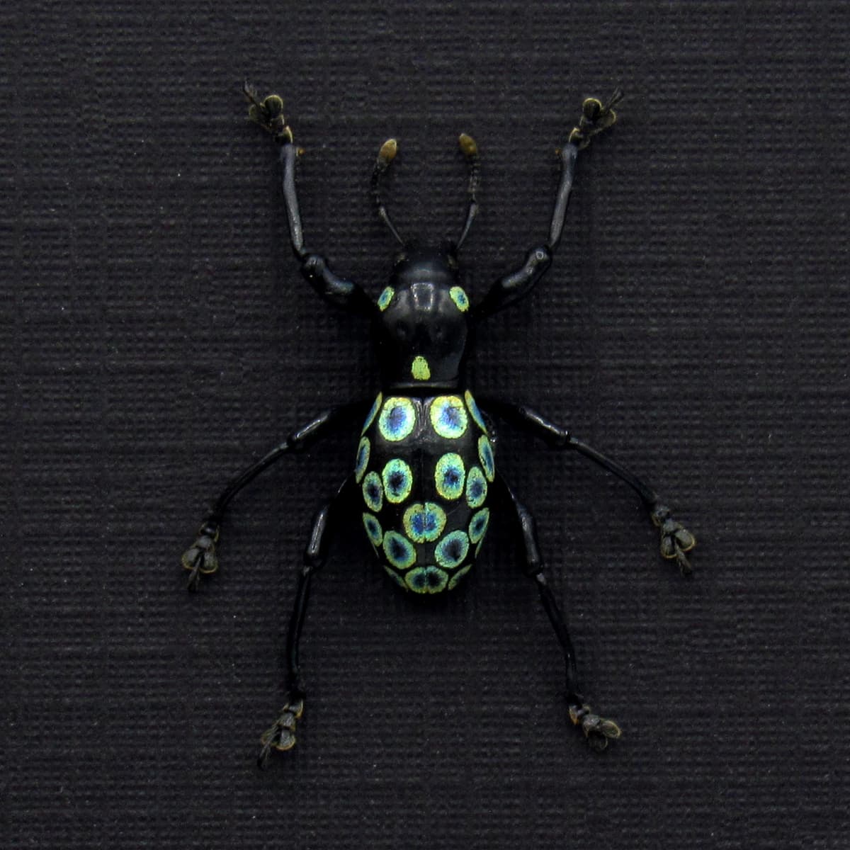 WEEVIL MANIA - Real metallic green beetle framed - Pachyrhynchus ocellatus