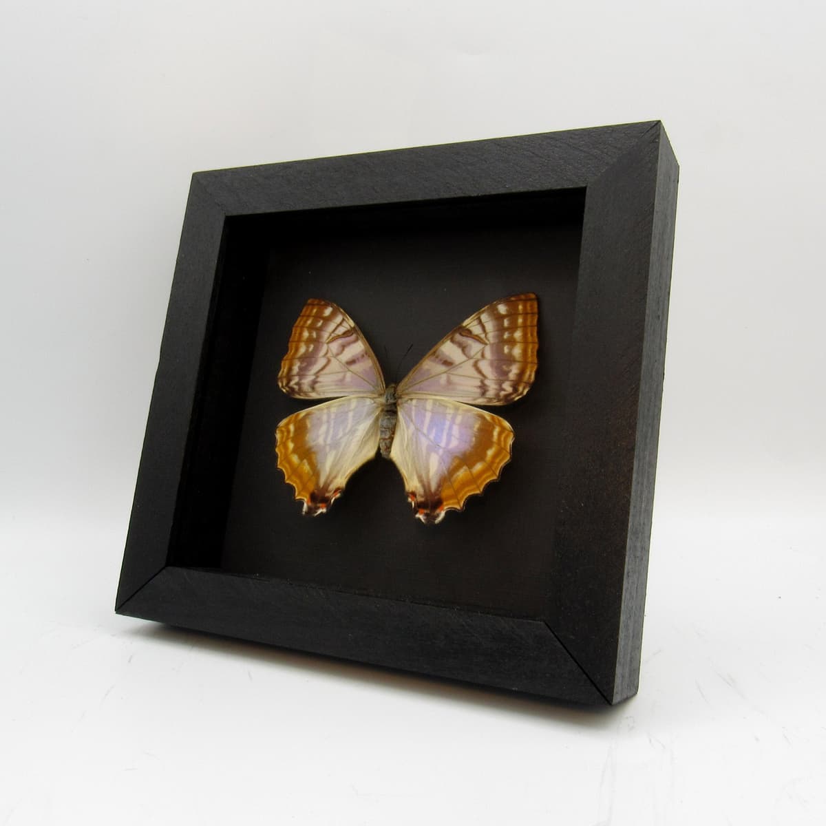 Rare Pearl morpho framed taxidermy - Morpho sulkowskyi - female