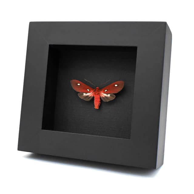 Rare red Tiger Moth framed taxidermy - Hyperthaema sanguineata