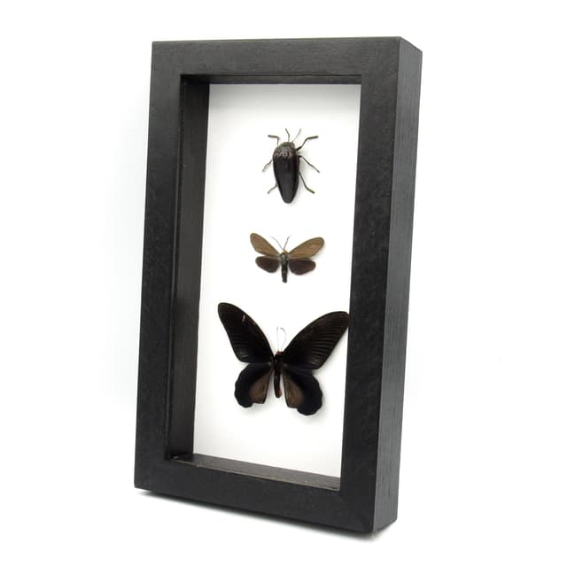 Real all black moth, beetle and butterfly framed taxidermy - Melolonthinae cyphochilus, Atrophaneura varuna, and Ctenucha virginica