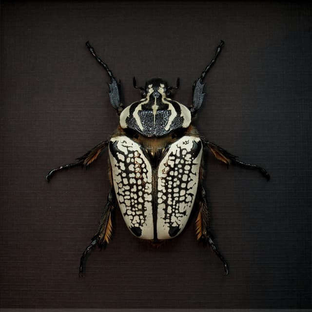 Real Giant Flower Beetle framed taxidermy - Goliathus orientalis - XL female