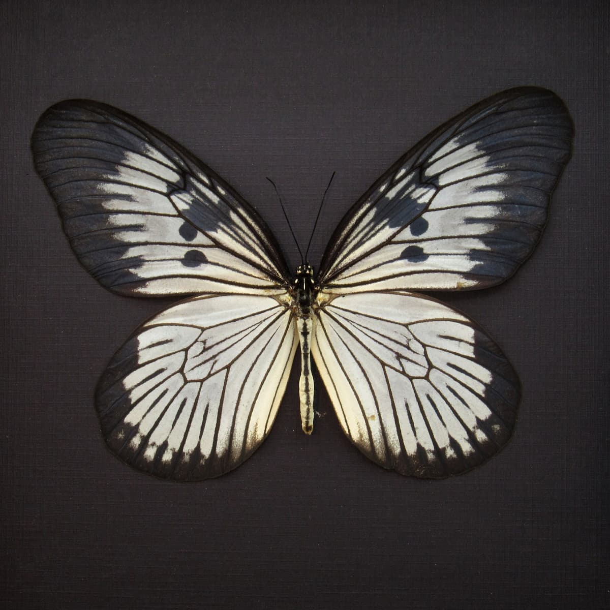 Real XL Rice Wing butterfly framed taxidermy - Idea blanchardi munaensis - rare female