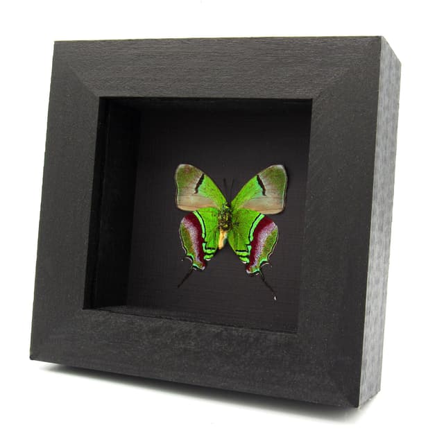 Real metallic green butterfly framed taxidermy - Evenus regalis - large female