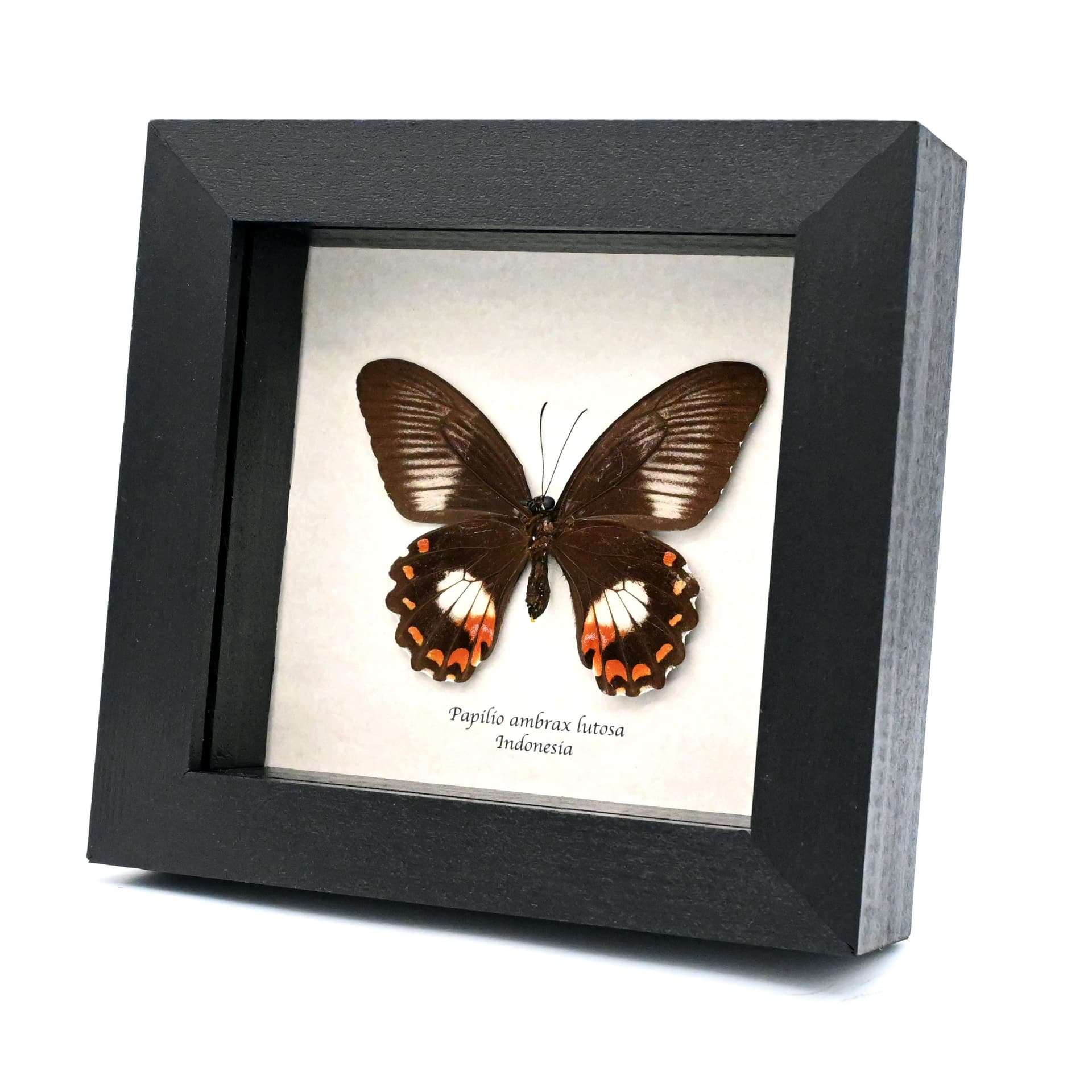 Real framed taxidermy butterfly - Papilio ambrax - female
