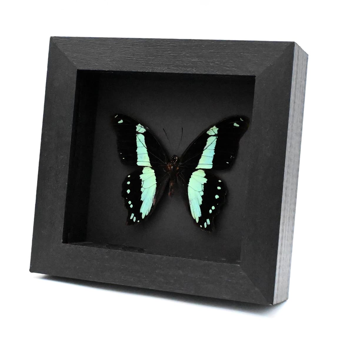 Real metallic butterfly framed taxidermy - Papilio bromius