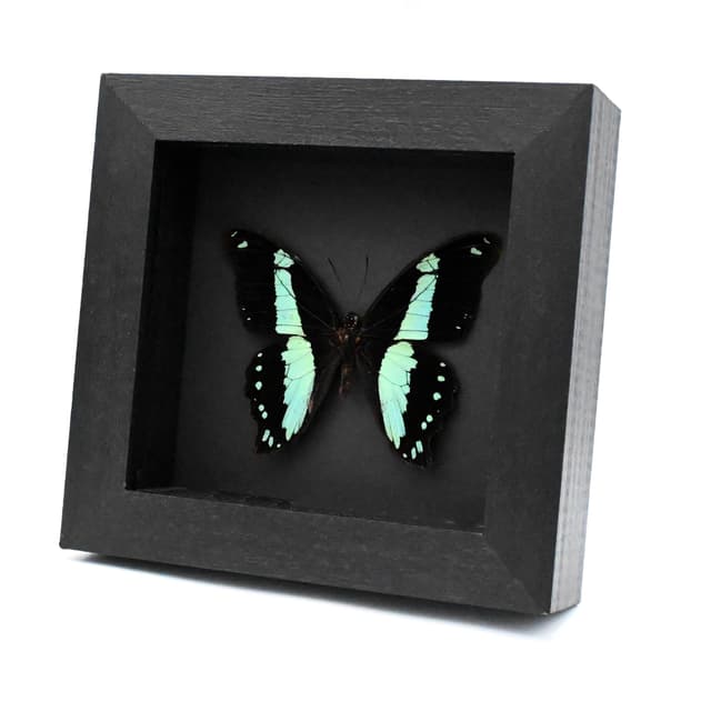 Real metallic butterfly framed taxidermy - Papilio bromius