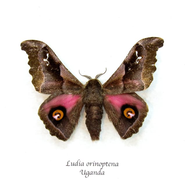 Real pink Saturn moth framed taxidermy - Ludia orinoptena
