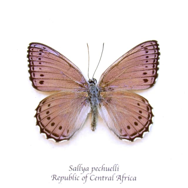 Real lavender butterfly framed taxidermy - Sallya pechuelli