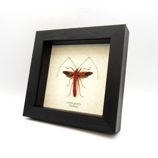 Real Giant Red bug framed taxidermy - Lohita grandis - female