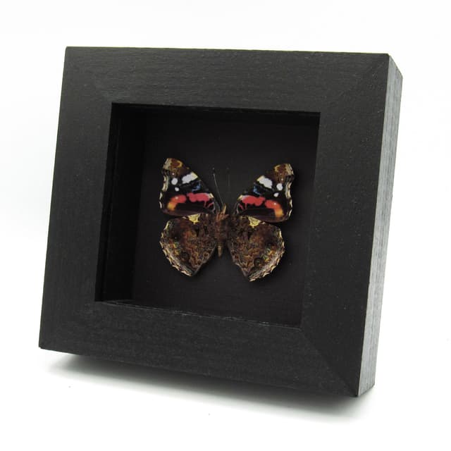 Real American Lady butterfly framed taxidermy - Vanessa virginensis