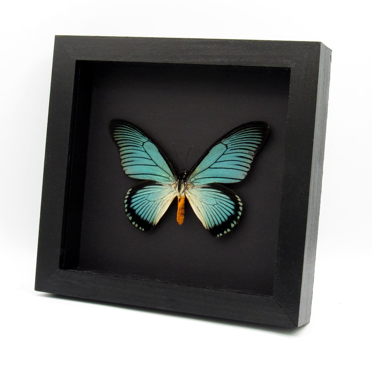 Real XL Giant Blue Swallowtail butterfly framed taxidermy - Papilio zalmoxis