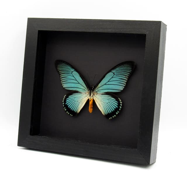 Real XL Giant Blue Swallowtail butterfly framed taxidermy - Papilio zalmoxis