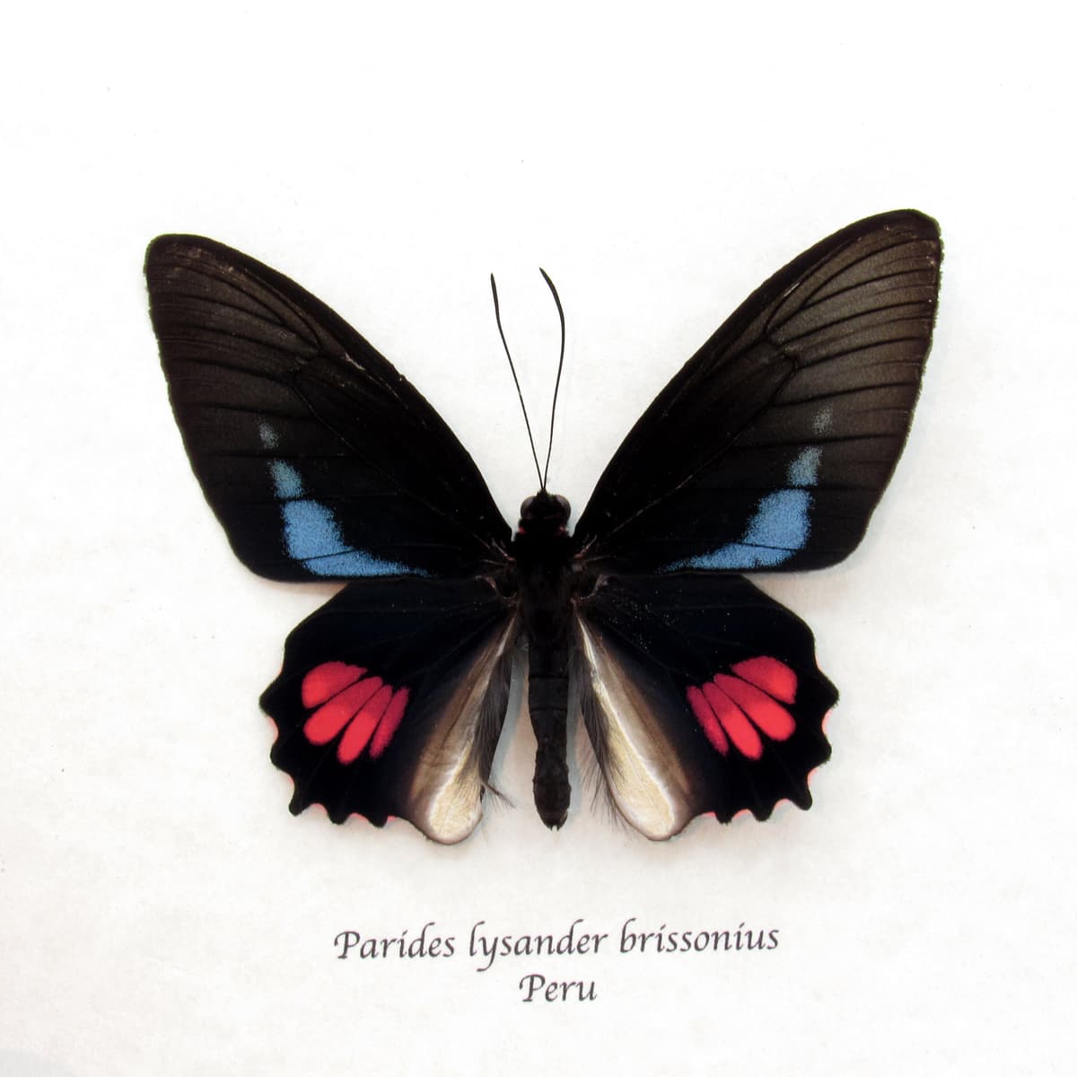 Real blue Cattleheart butterfly framed taxidermy - Parides lysander brissonius