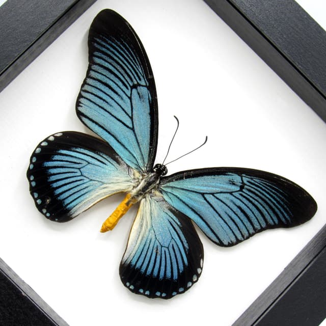 Real Giant Blue Swallowtail butterfly framed taxidermy - Papilio zalmoxis