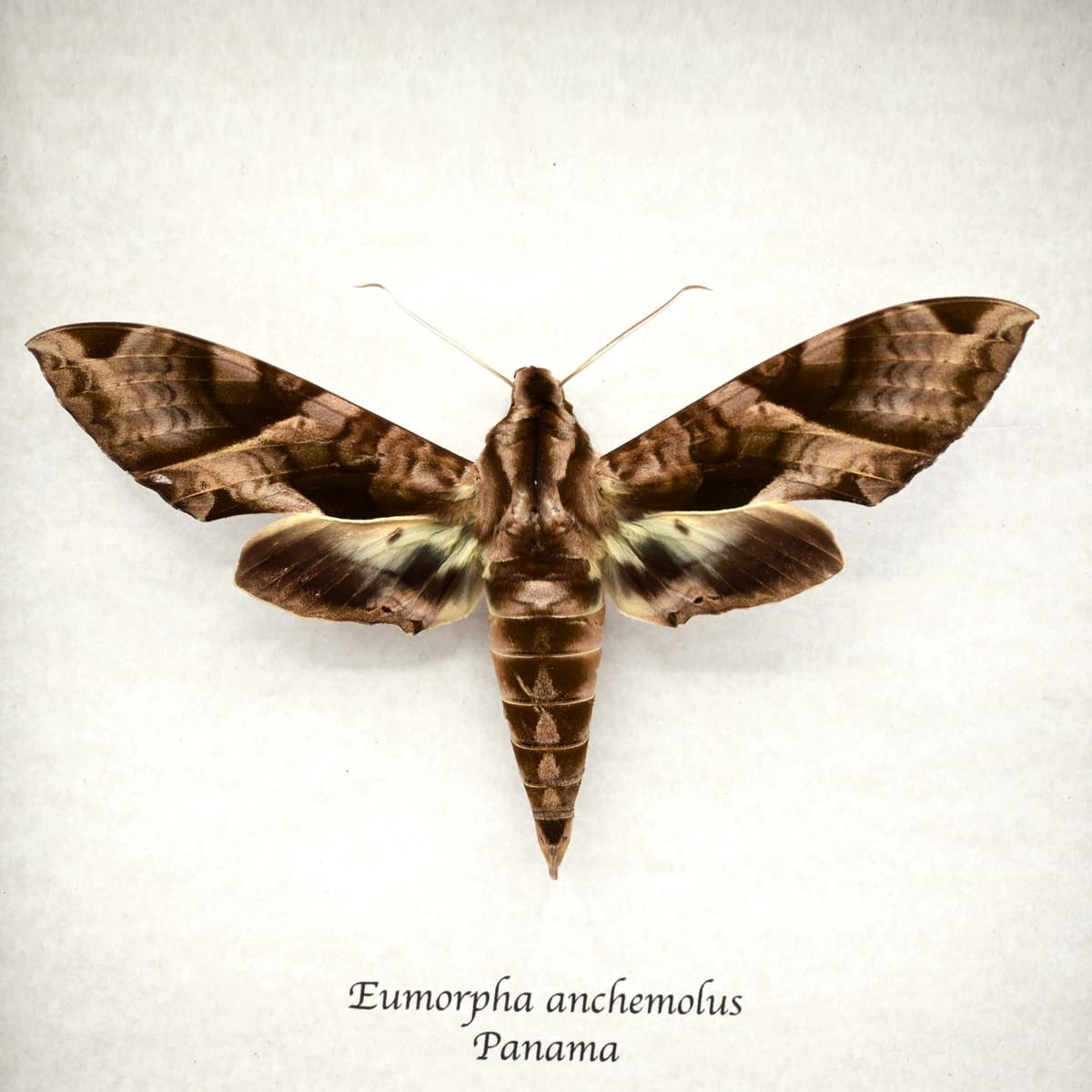 Giant Anchimola sphinx moth framed taxidermy - Eumorpha anchemolus