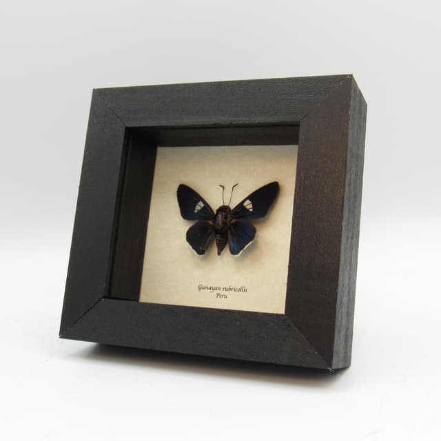 Rare Red-collared Skipper framed taxidermy - Ganayan rubricollis