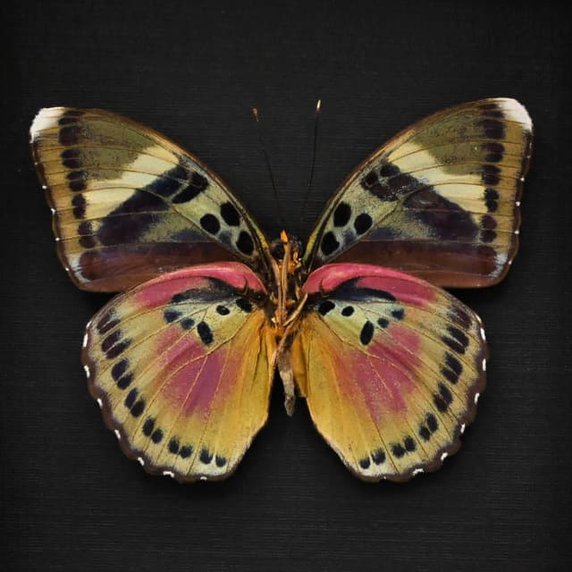 Real Pink forester butterfly framed taxidermy - Euphaedra acuta