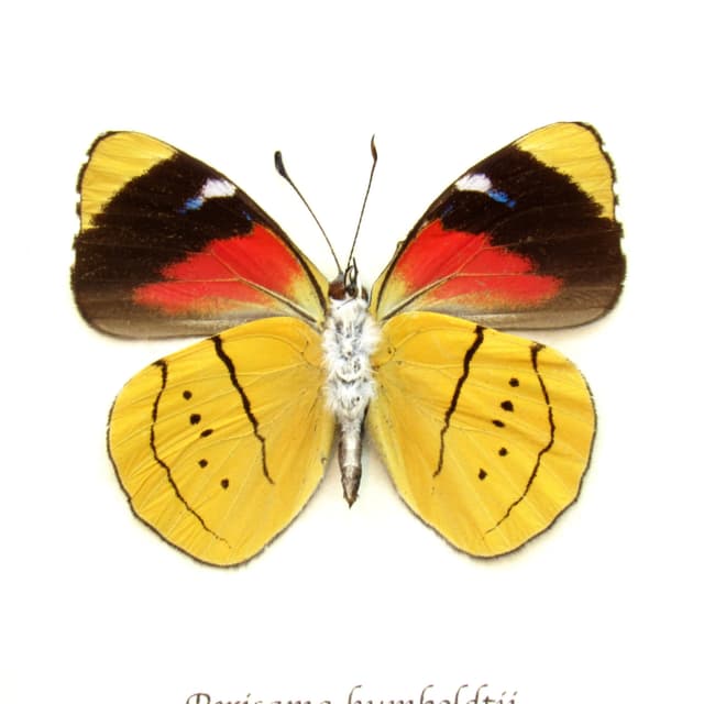 Real yellow butterfly framed taxidermy - Perisama humboldtii