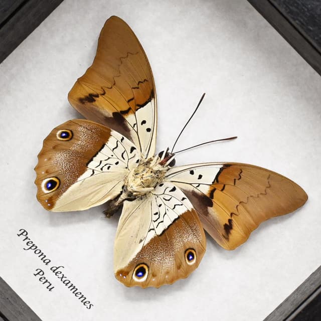 Real framed taxidermy butterfly - Prepona dexamenes - 2