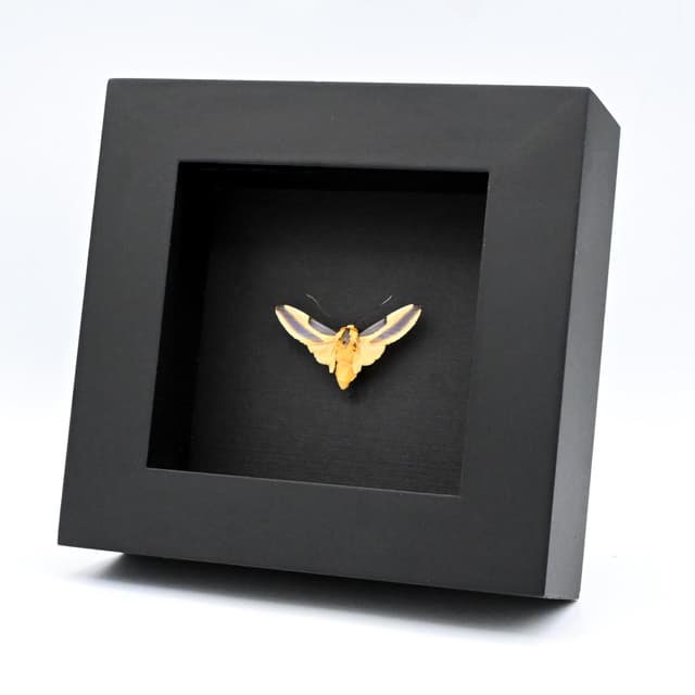 Real Erebid moth framed taxidermy - Sutonocrea reducta