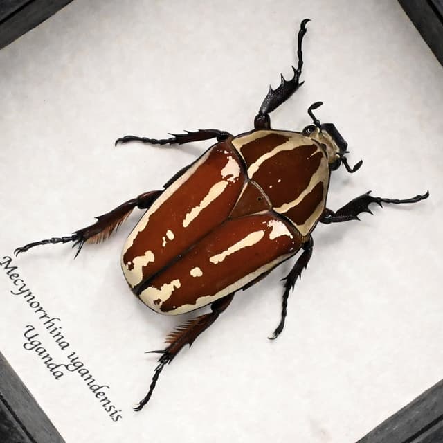 Large Scarab beetle framed taxidermy - Mecynorrhina ugandensis - female